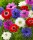 Anemone St. Brigid mixed / Szellőrózsa teltvirágú színkeverék 10 db