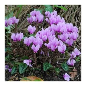 Cyclamen Hederifolium / Borostyánlevelű ciklámen 3 db