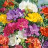 Freesia Double Mixed / Frézia teltvirágú színkeverék 10 db