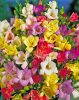 Freesia Double Mixed / Frézia teltvirágú színkeverék 10 db