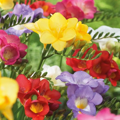 Freesia Single Mixed / Frézia egyszerű virágú színkeverék 10 db