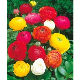   Ranunculus asiaticus mixed / Ázsiai boglárka színkeverék 10 db