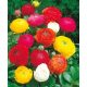 Ranunculus asiaticus mixed / Ázsiai boglárka színkeverék 10 db