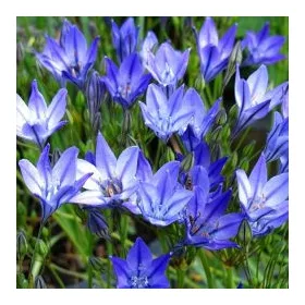 Triteleia Queen Fabiola / Sötétkék csillaghagyma 15 db