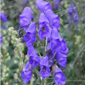 Aconitum blue / Sisakvirág