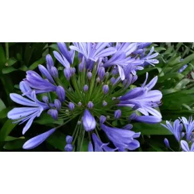 Agapanthus umbellatus / Szerelemvirág Kék
