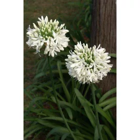 Agapanthus umbellatus / Szerelemvirág Fehér