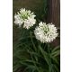 Agapanthus umbellatus / Szerelemvirág Fehér