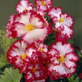   Begonia crispa marginata white/ Hullámos szélű begónia fehér