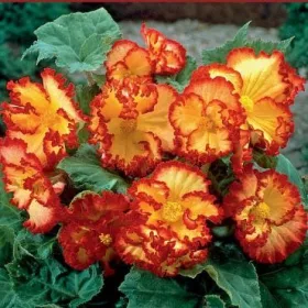   Begonia crispa marginata yellow / Hullámos szélű begónia sárga