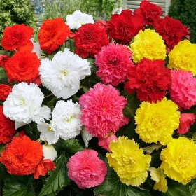 Begonia Fimbriata / Szegfűvirágú begónia