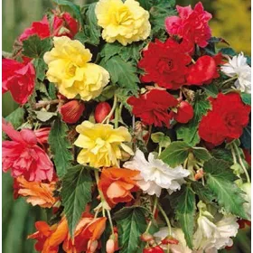 Begónia Maxima mixed