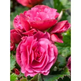   Begonia double large flowered pink/ Nagyvirágú begónia rózsaszín