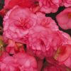 Begonia double large flowered pink/ Nagyvirágú begónia rózsaszín