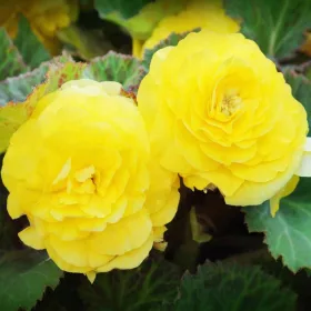   Begonia double large flowered yellow / Nagyvirágú begónia sárga
