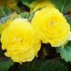 Begonia double large flowered yellow / Nagyvirágú begónia sárga