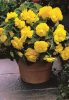 Begonia double large flowered yellow / Nagyvirágú begónia sárga