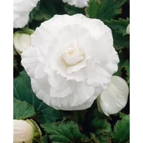   Begonia double large flowered white / Nagyvirágú begónia fehér
