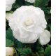 Begonia double large flowered white / Nagyvirágú begónia fehér