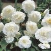 Begonia double large flowered white / Nagyvirágú begónia fehér