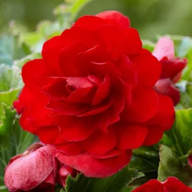   Begonia double large flowered red / Nagyvirágú begónia piros