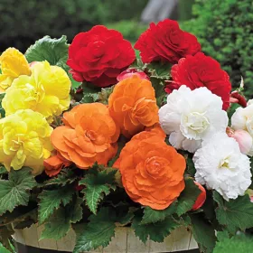   Begonia double large flowered mixed / Nagyvirágú begónia színkeverék