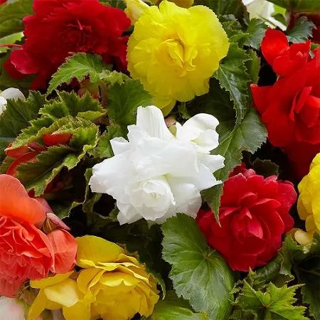Begonia double large flowered mixed / Nagyvirágú begónia színkeverék