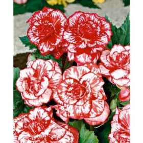 Begonia Marmarota