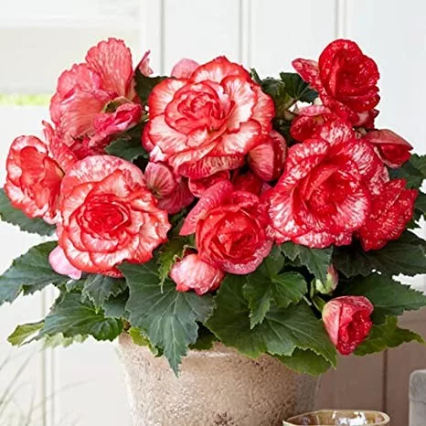 Begonia Marmarota