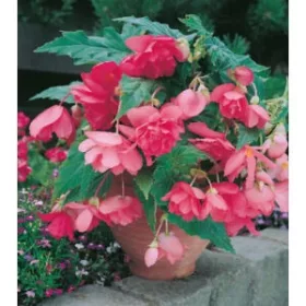Begonia Pendula pink / Csüngő begónia rózsaszín