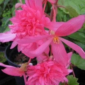 Begonia Pendula pink / Csüngő begónia rózsaszín