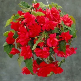 Begonia Pendula red / Csüngő begónia piros