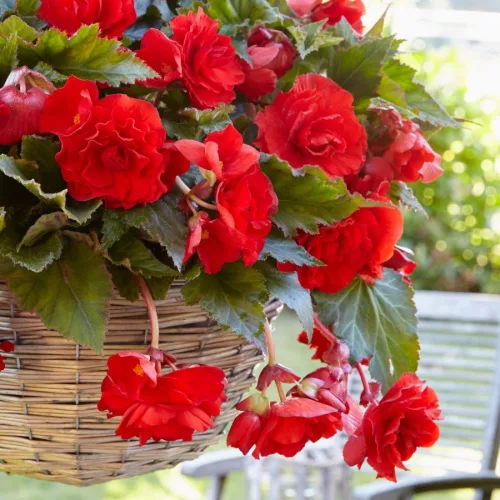 Begonia Pendula red / Csüngő begónia piros