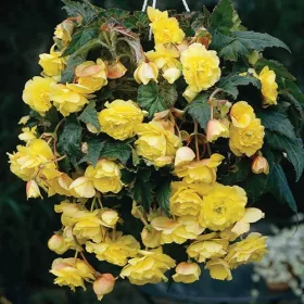 Begonia Pendula yellow / Csüngő begónia sárga
