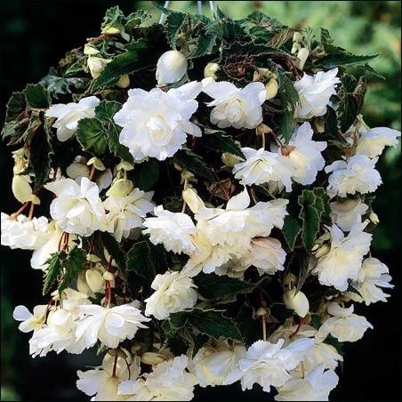 Begonia Pendula white / Csüngő begónia fehér