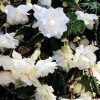 Begonia Pendula white / Csüngő begónia fehér