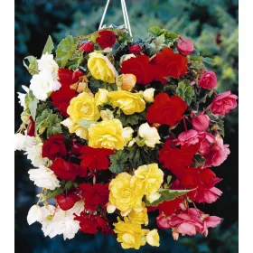 Begonia Pendula mixed / Csüngő begónia színkeverék