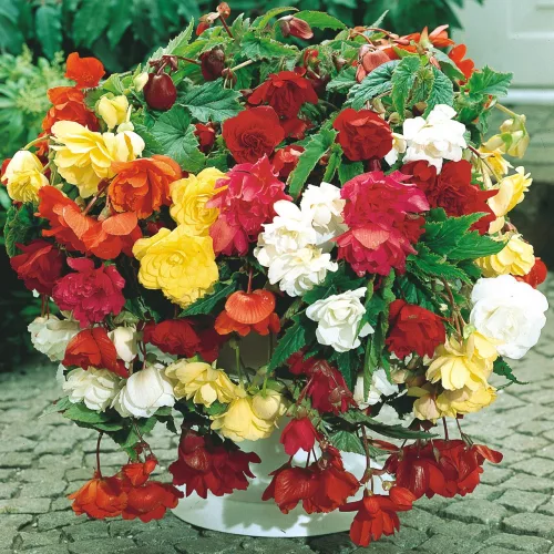 Begonia Pendula mixed / Csüngő begónia színkeverék
