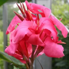 Canna Pink / Kána Rózsaszín
