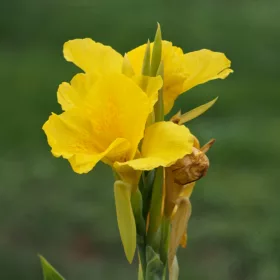 Canna Yellow / Kána Sárga