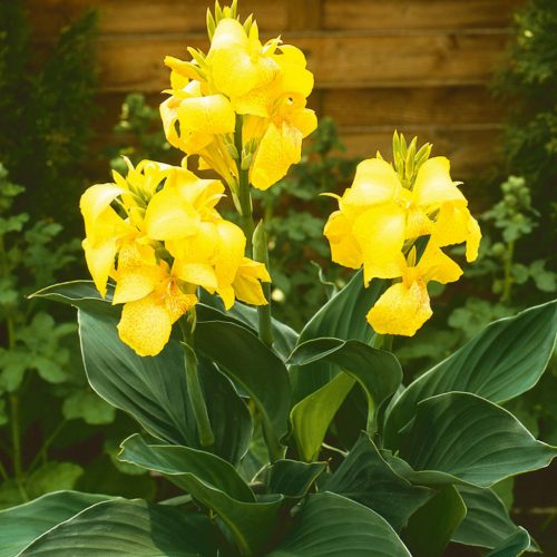 Canna Yellow / Kána Sárga