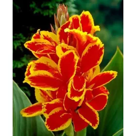 Canna Lucifer / Kána