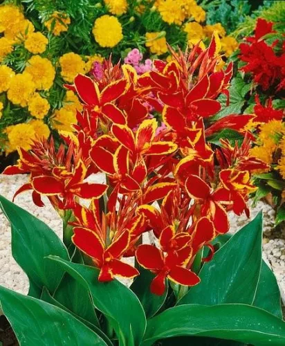 Canna Lucifer / Kána