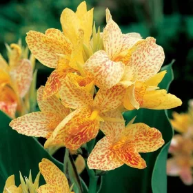 Canna Picasso / Kána