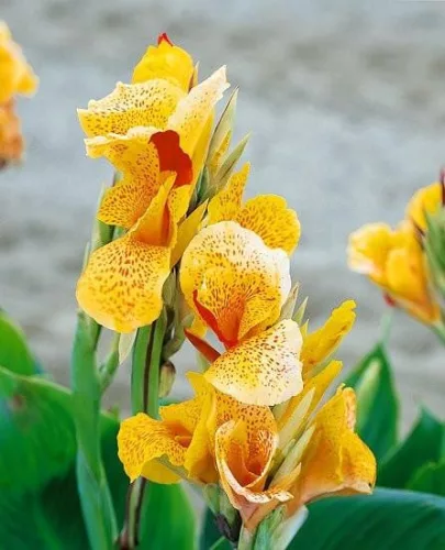 Canna Picasso / Kána