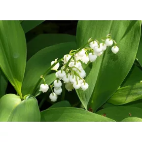 Convallaria majalis / Gyöngyvirág