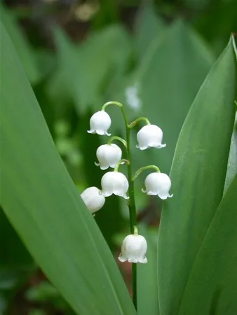 Convallaria majalis / Gyöngyvirág
