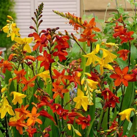   Crocosmia mixed / Kerti sáfrányfű kisvirágú színkeverék