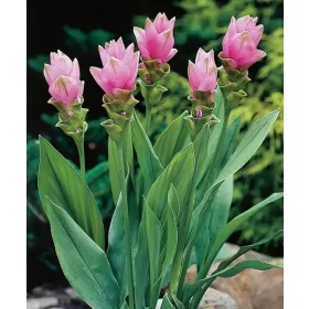 Curcuma alismatifolia / Kurkuma