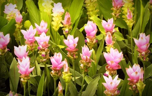 Curcuma alismatifolia / Kurkuma
